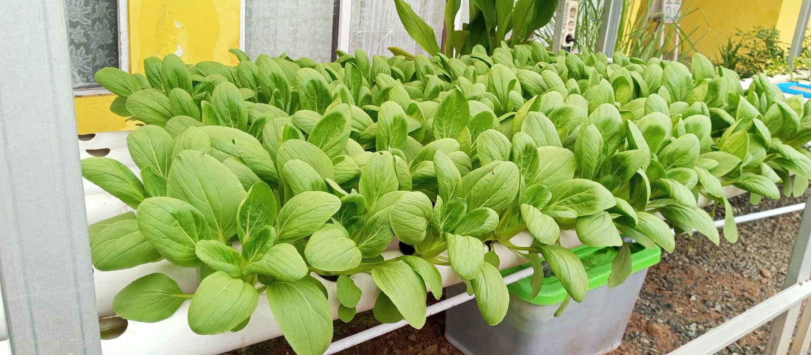 Penanaman Pakcoy di Dinas Ketahanan Pangan dan Pertanian dengan Teknik Hidroponik