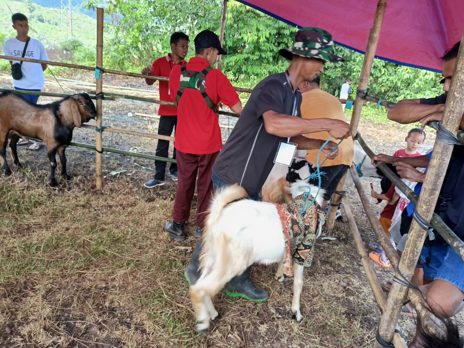 menghadiri Acara temu ternak kambing di lapangan bola desa Sebelimbingan dalam rangka HUT RI ke78