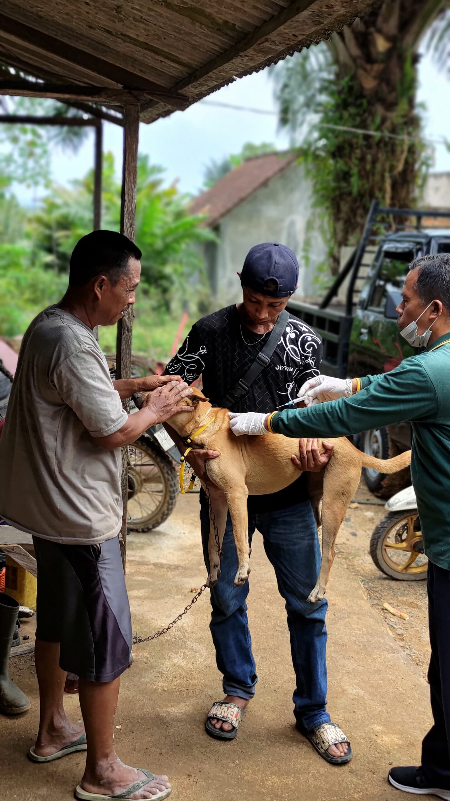 Pelaksanaan vaksinasi Rabies dan pemasangan kalung (neck tag) di Megasari Pulaulaut Utara Oleh Dinas ketahanan Pangan dan Pertanian