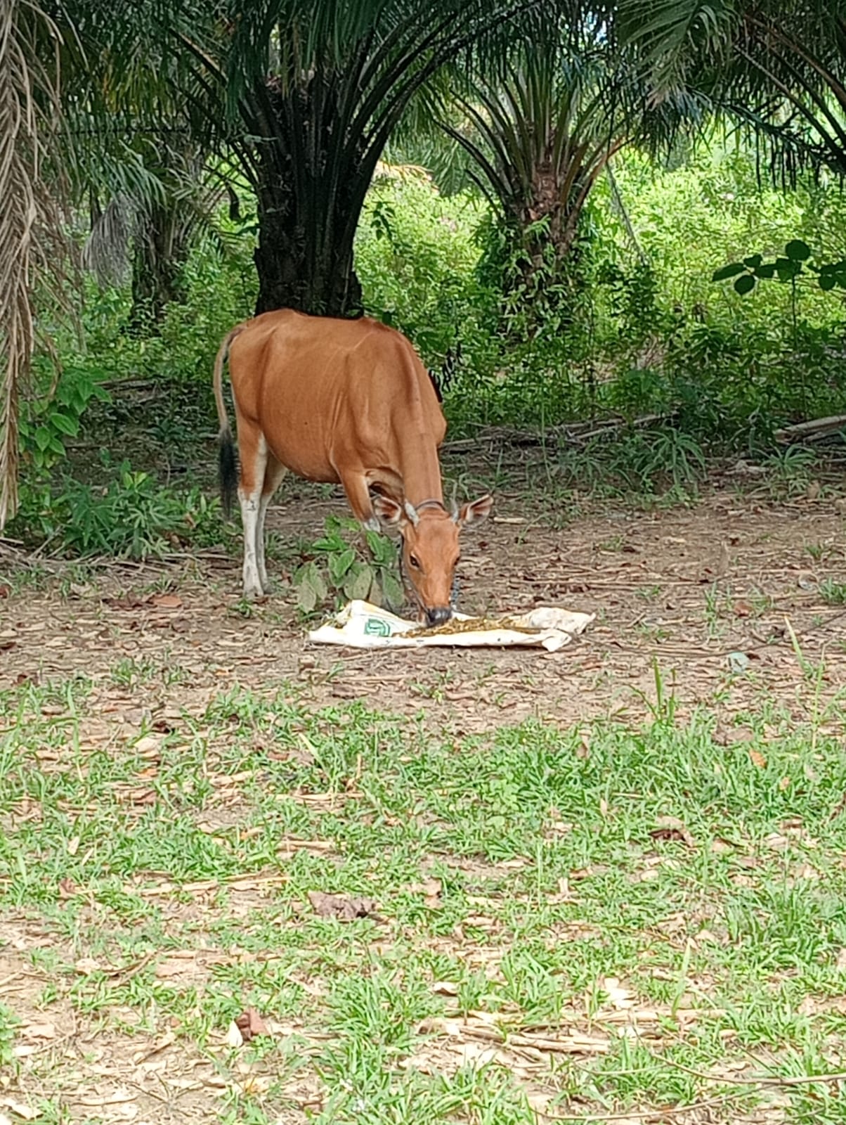Pelatihan oleh Dinas Ketahanan Pangan dan Pertanian mengenai pembuatan silase hijauan sebagai pakan ternak telah dilaksanakan di kelompok ternak Damai Sejahtera, yang berada di Desa Sepagar, Pulau Lembah Barat